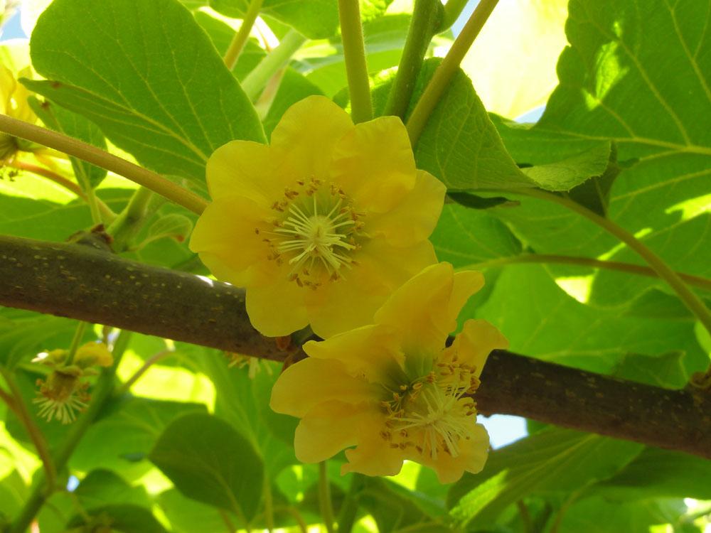 Nova Zelandija Sever (71)