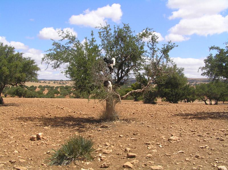 Maroko, maj 2007 110