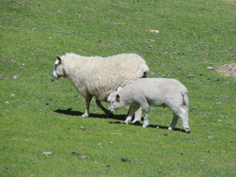 Nova Zelandija Sever (62)