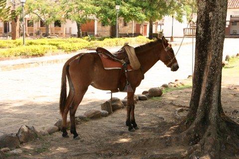 7 Guane  (17)