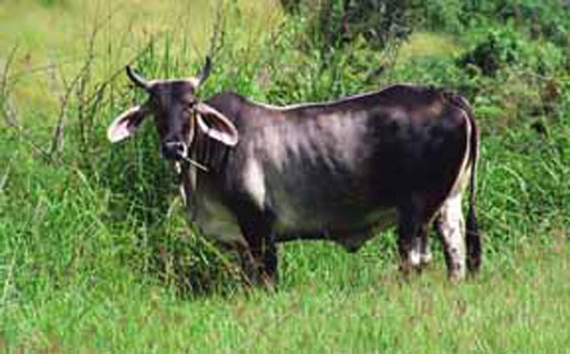 bull3
