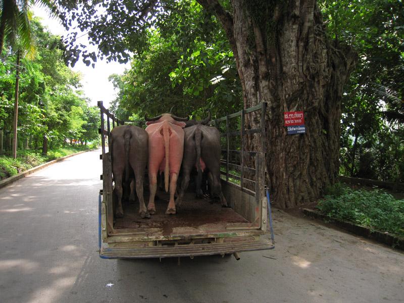 IMG 0273