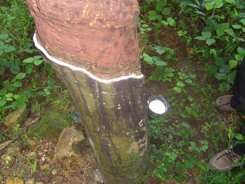 Šri Lanka, maj 2008 024