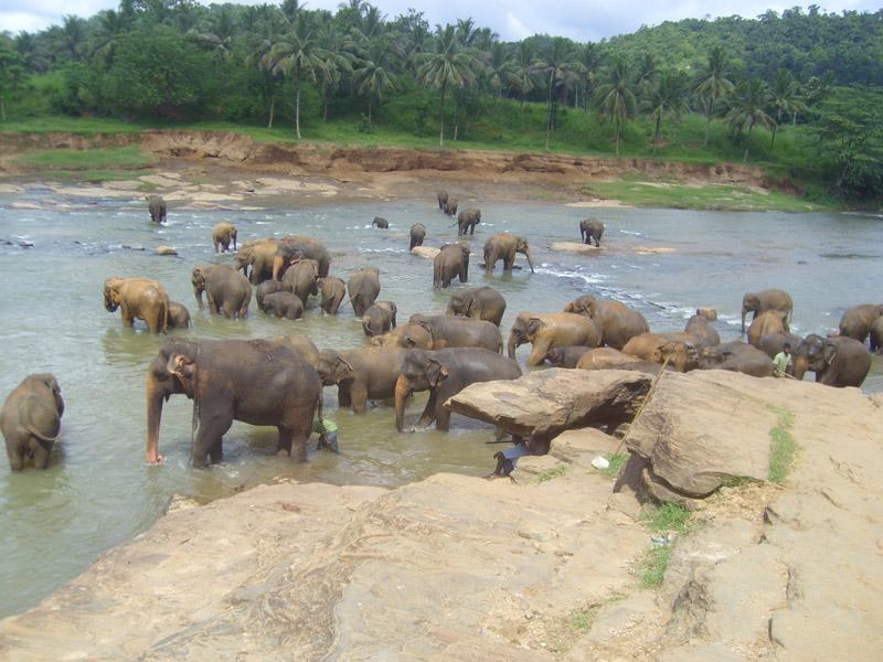 Šri Lanka, maj 2008 047