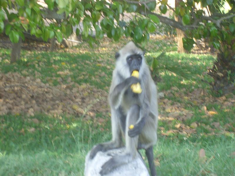 Šri Lanka, maj 2008 063