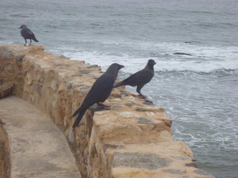 Šri Lanka, maj 2008 303