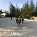 ZANZIBAR 2018